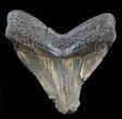 Bargain, Megalodon Tooth - South Carolina #38745-1
